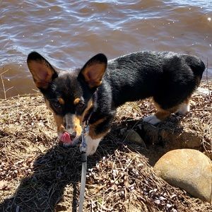 Meet your Posher, Sydney